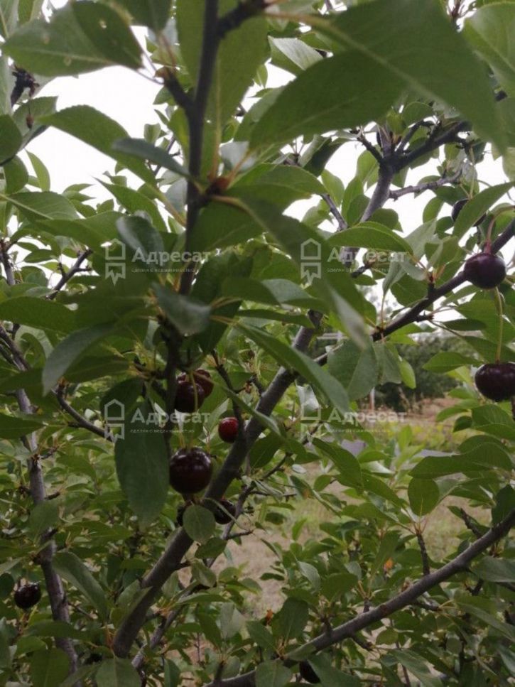 Коттедж/дом снт. Горнополянец