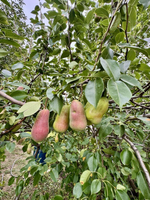 Продажа дома Осень СНТ,  2-я