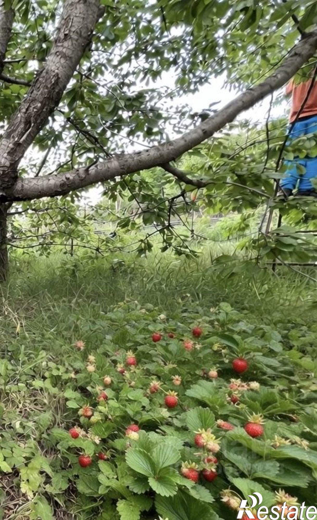 Купить дачу, дом, коттедж за 950 000 рублей на Наука СНТ, 115